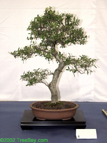 2002Betsuin 128_adj.jpg